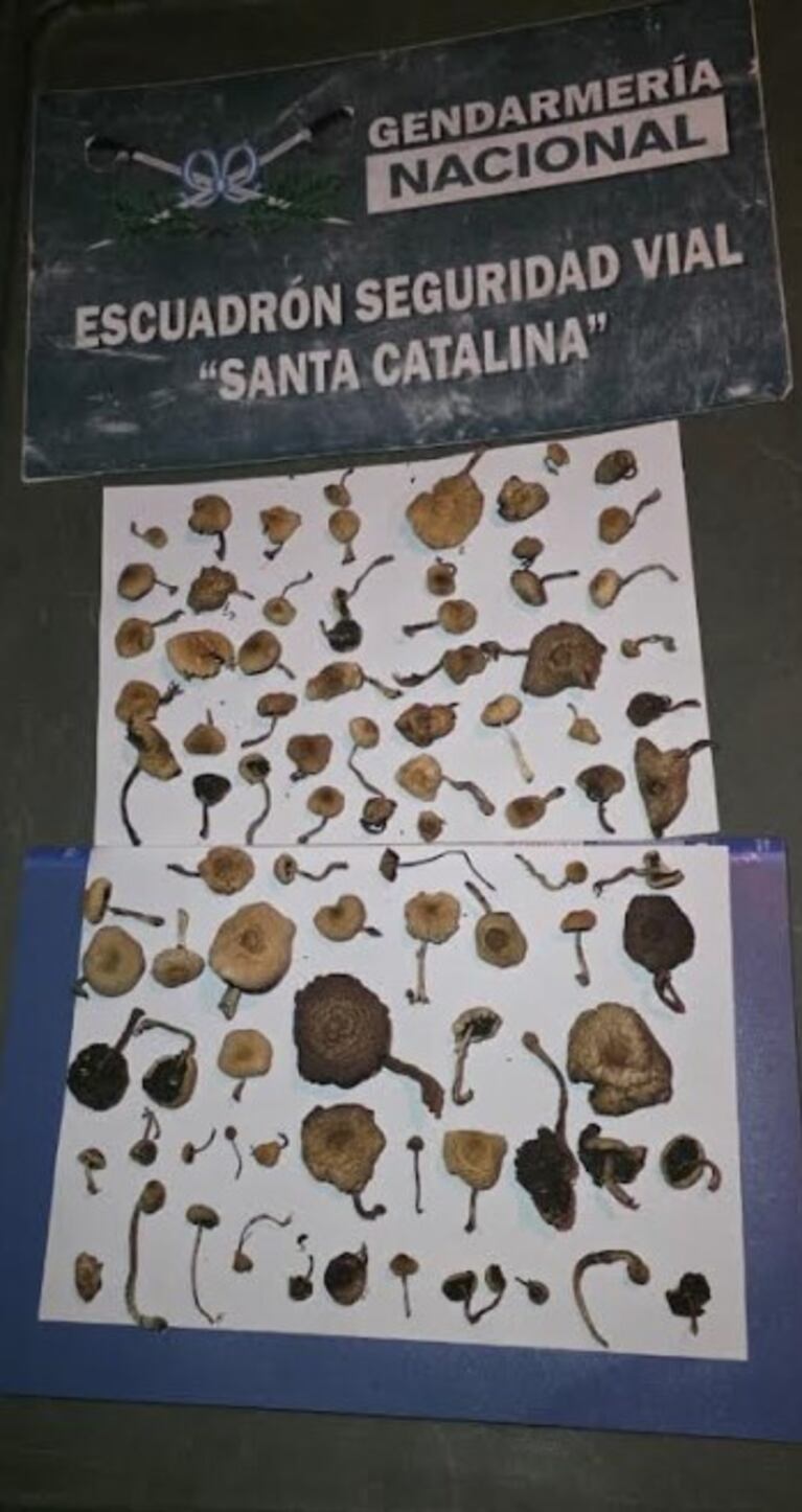 Los hongos fueron hallados en dos vehículos que controlaron en Córdoba.