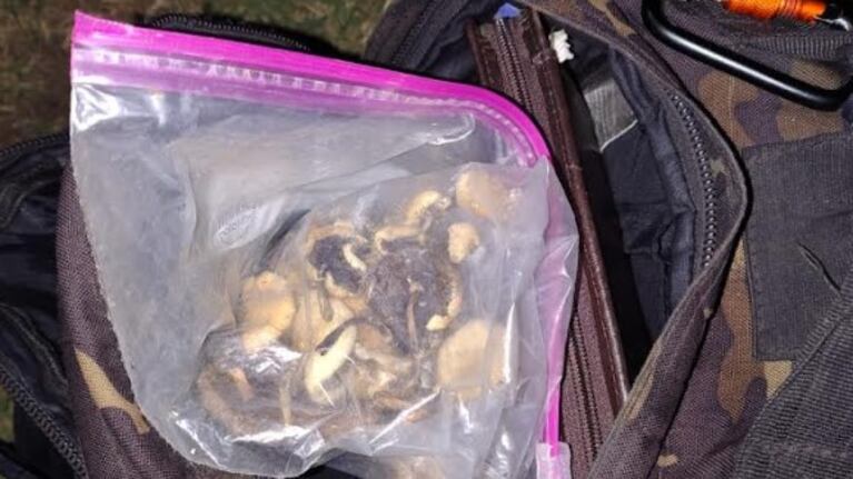 Los hongos fueron hallados en dos vehículos que controlaron en Córdoba.