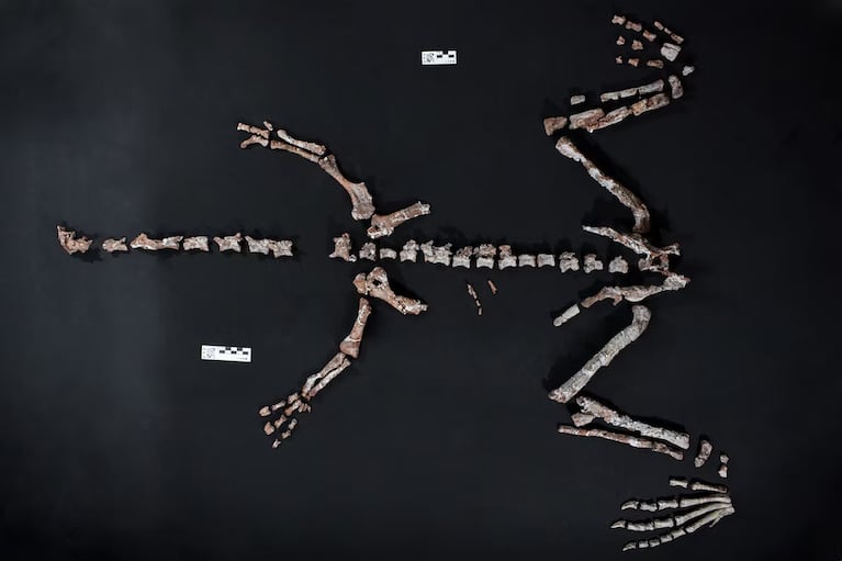 Los huesos de Huayracursor jaguensis