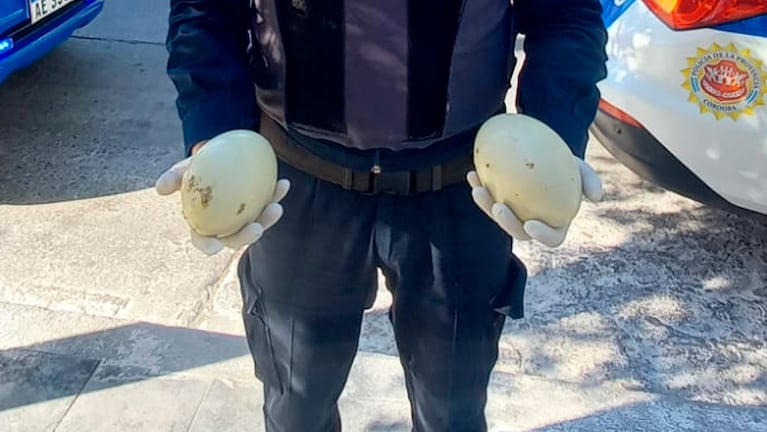 Los huevos fueron hallados en barrio Alto Alberdi. 