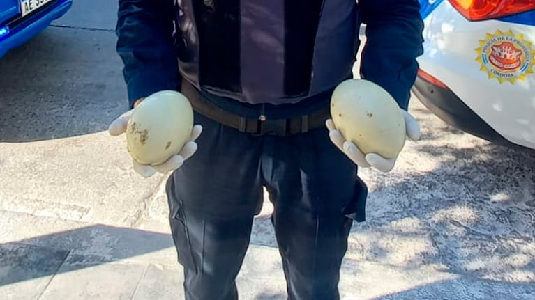 Los huevos fueron hallados en barrio Alto Alberdi.
