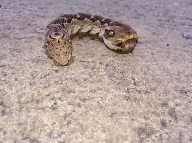 Los insectos aparecieron en el patio de su casa.