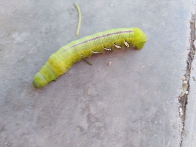 Los insectos aparecieron en el patio de su casa.