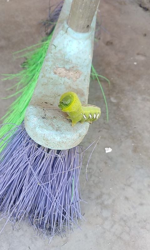 Los insectos aparecieron en el patio de su casa.