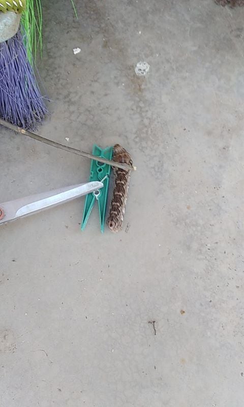 Los insectos aparecieron en el patio de su casa.