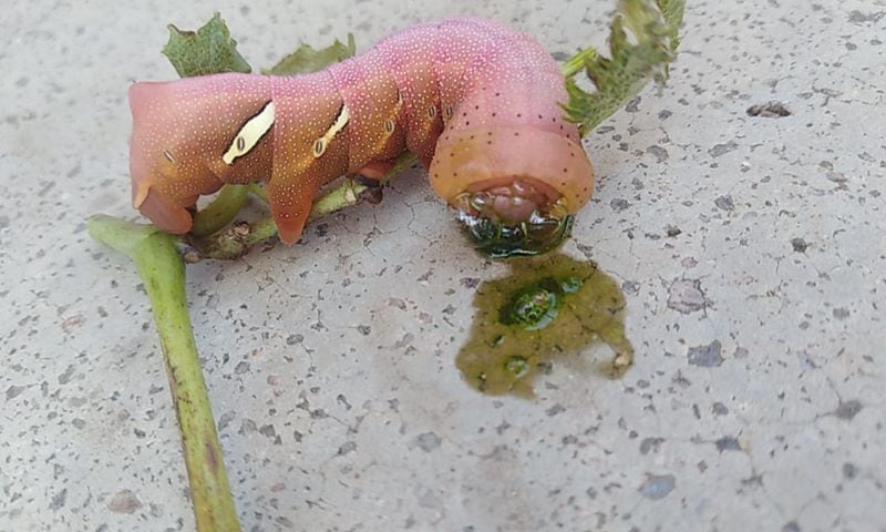 Los insectos aparecieron en el patio de su casa.