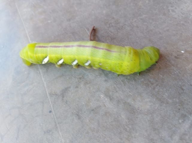 Los insectos aparecieron en el patio de su casa.