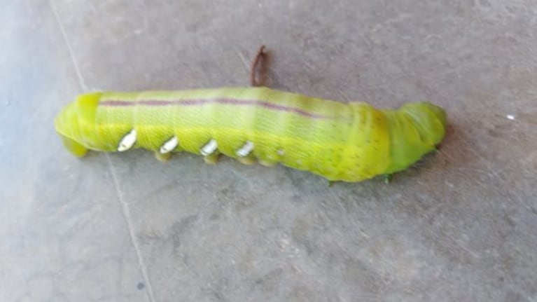 Los insectos aparecieron en el patio de su casa.