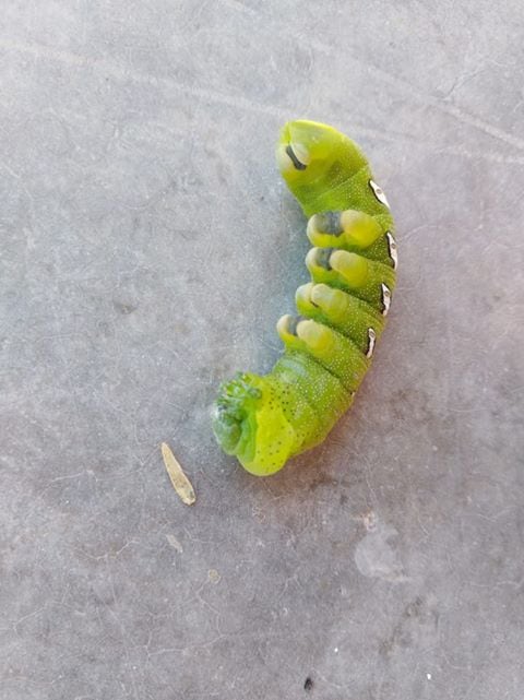 Los insectos aparecieron en el patio de su casa.