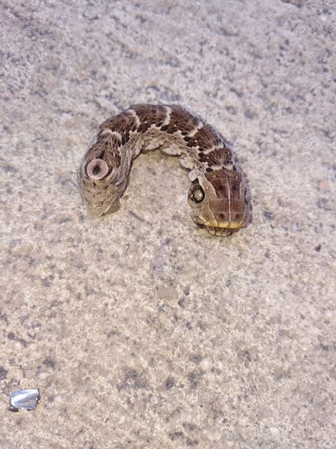 Los insectos aparecieron en el patio de su casa.