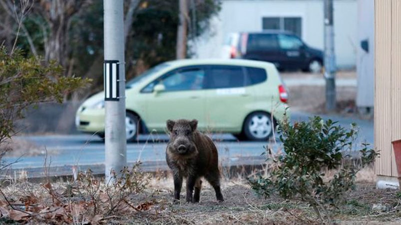 Los jabalíes se han vuelto una amenaza para los humanos. Foto: Reuters