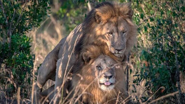 Los leones conviven en un conocido Parque Nacional.