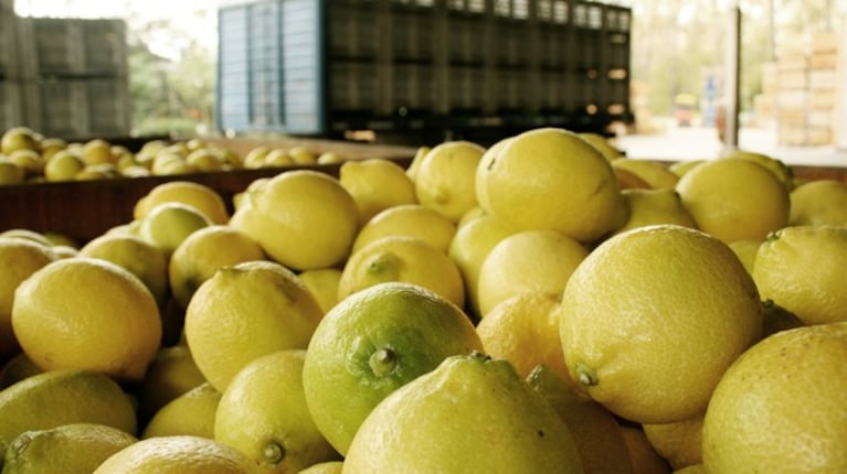 Los limones argentinos vuelve a venderse en Estados Unidos.