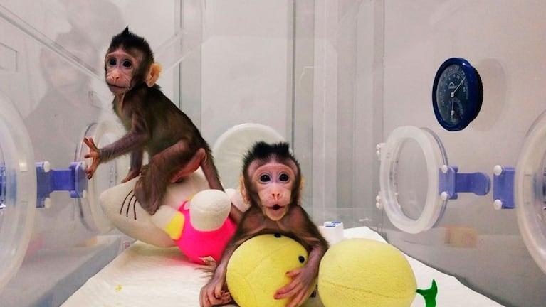 Los monos recién nacidos en China. 