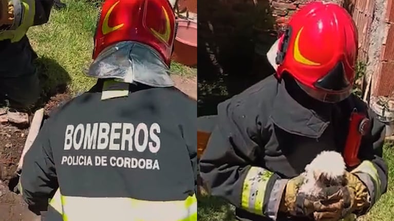 Los oficiales lograron subir al can a un balde y retirarlo.