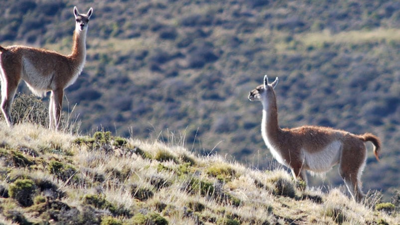 Los oficiales no protegieron la ley de Fauna Silvestre. 