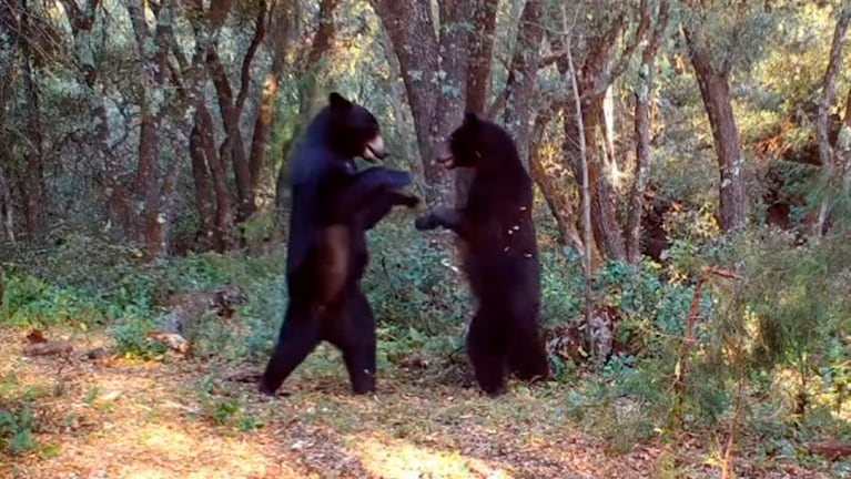 Los osos ensayaron un baile en pleno bosque.