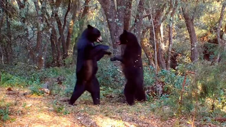 Los osos ensayaron un baile en pleno bosque.