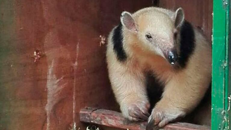 Los osos meleros habitan en el norte de Córdoba.