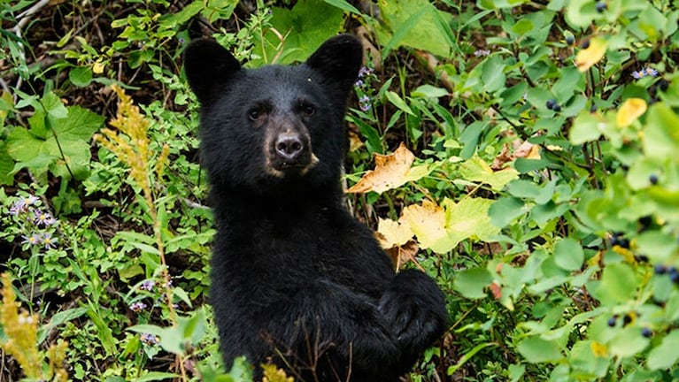 Los osos son maltratados en el sudeste asiático.