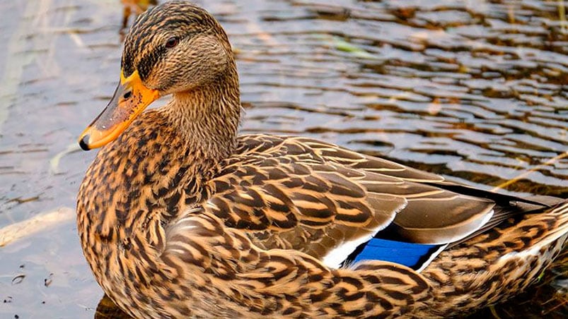 Los patos que tenían la enfermedad estaban muertos.