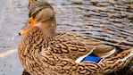 Los patos que tenían la enfermedad estaban muertos.