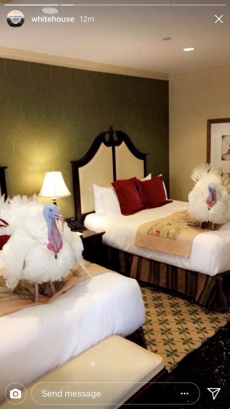 Los pavos de Donald Trump se alojan en un hotel de lujo