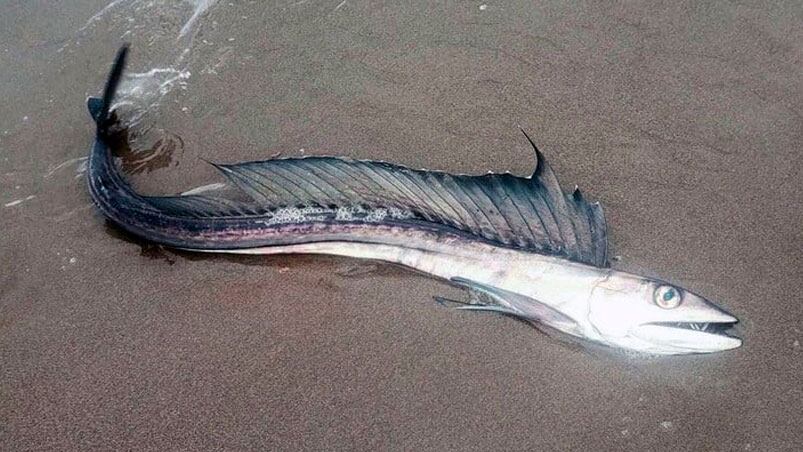 Los peces aparecieron de repente en la costa de Oregón. 