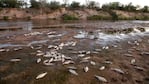 Los peces muertos fueron encontrados a orillas del río Chocancharava.