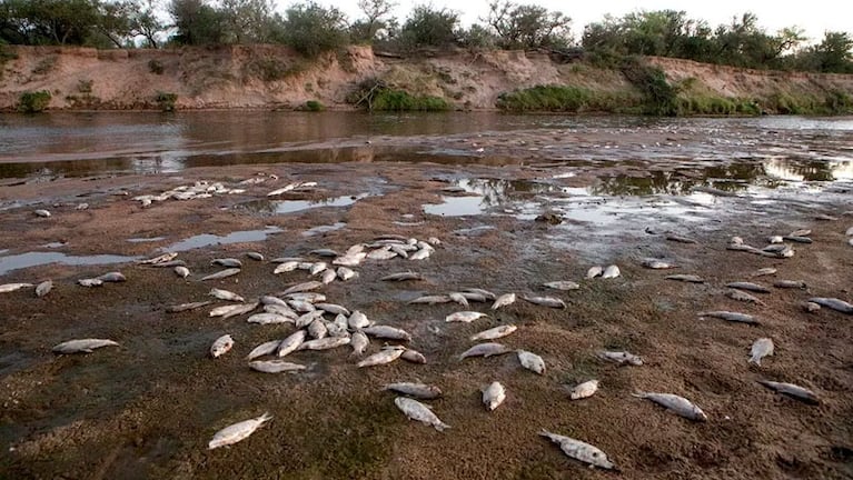 Los peces muertos fueron encontrados a orillas del río Chocancharava.