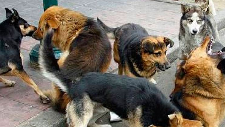 Los perros callejeros mataron por placer y sembraron el miedo en el pueblo salteño. (Foto: ilustrativa)