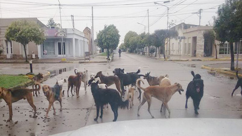 Los perros callejeros, otra vez protagonistas de un ataque. Foto ilustrativa.