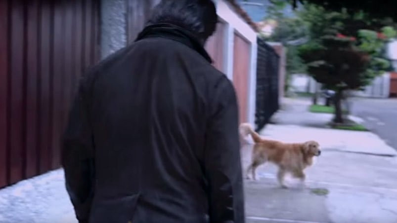 Los perros de la calle tienen a una estrella luchando por su bienestar.