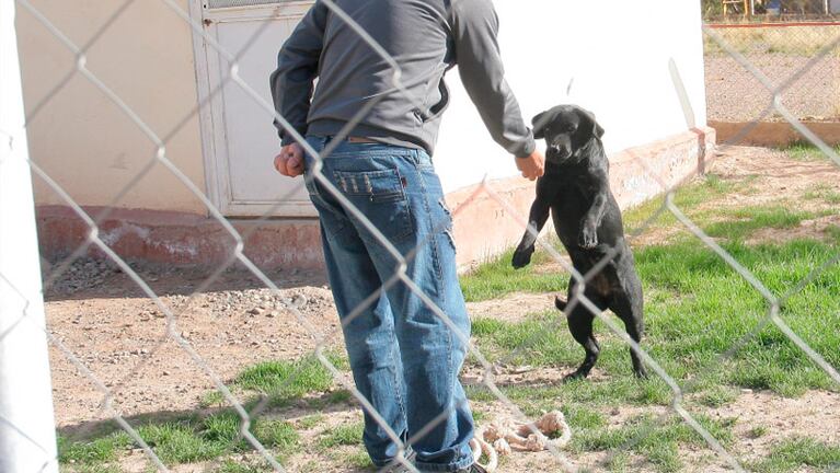 Los perros de la policía mendocina fueron entrenados en Chile. 