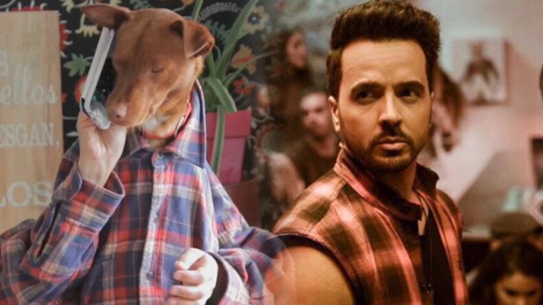 Los perros desplazaron a Luis Fonsi. Ellos son los protagonistas del nuevo viral.