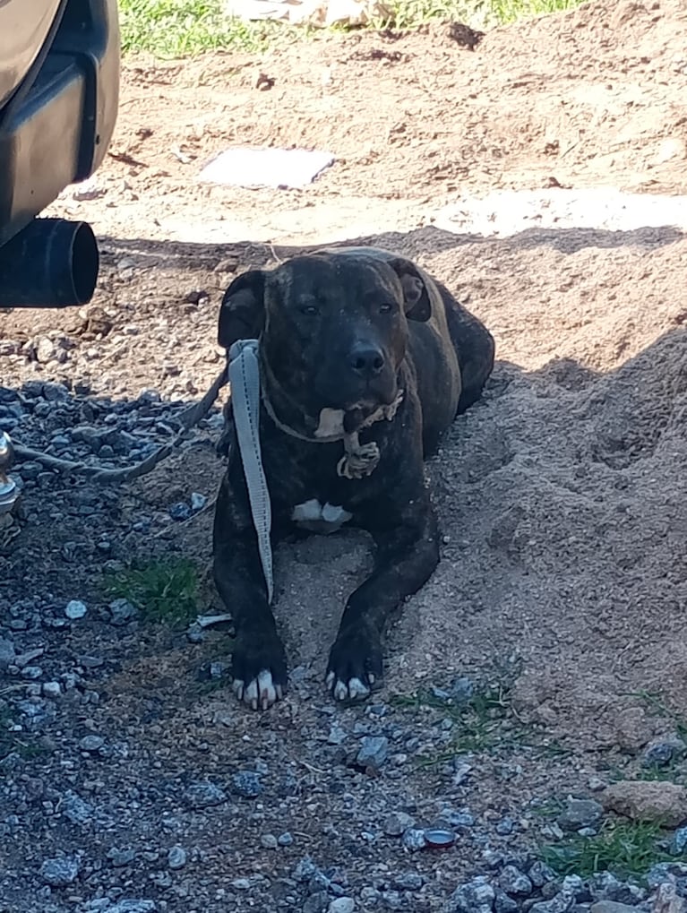 Los perros escaparon de una casa y atacaron al vecino.