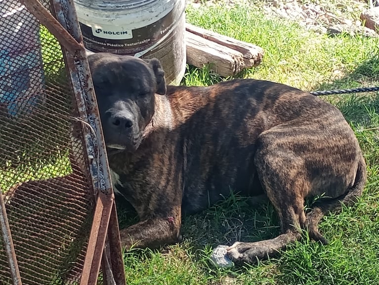 Los perros escaparon de una casa y atacaron al vecino.