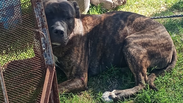 Los perros escaparon de una casa y atacaron al vecino.