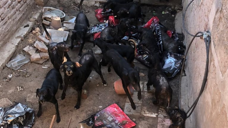 Los perros están fuera de control.