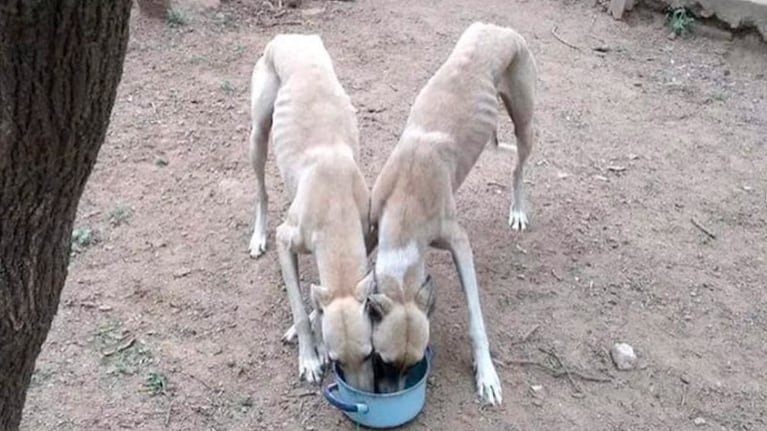 Los perros fueron trasladados a un refugio pero los robaron.