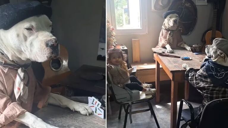Los perros gauchos que conquistan las redes.