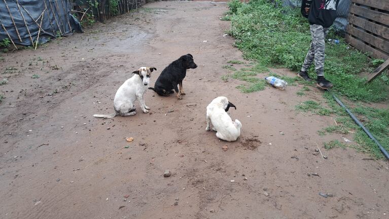 Los perros son de un vecino y aseguran que ya atacó a otras personas.