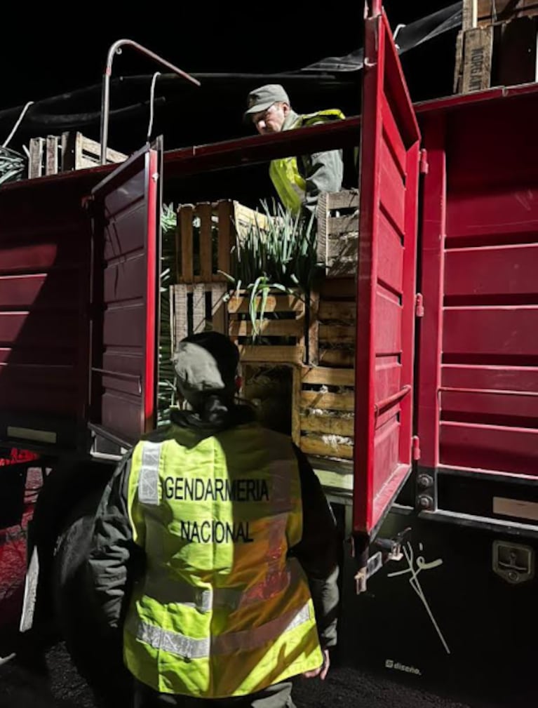 Los pescados eran trasladados en camiones.