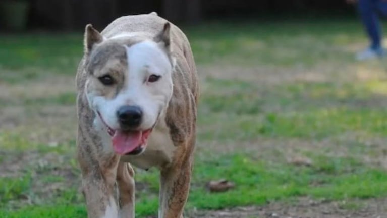 Los pitbull están entre las 13 razas catalogadas como "potencialmente peligrosas" en la Ciudad de Córdoba. Imagen ilustrativa.