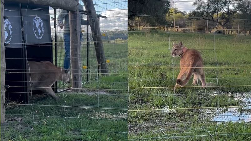 Los pumas en el momento de su liberación.