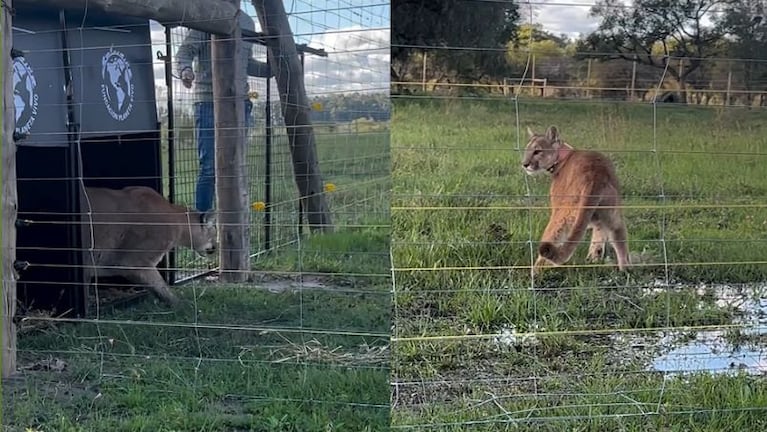 Los pumas en el momento de su liberación.