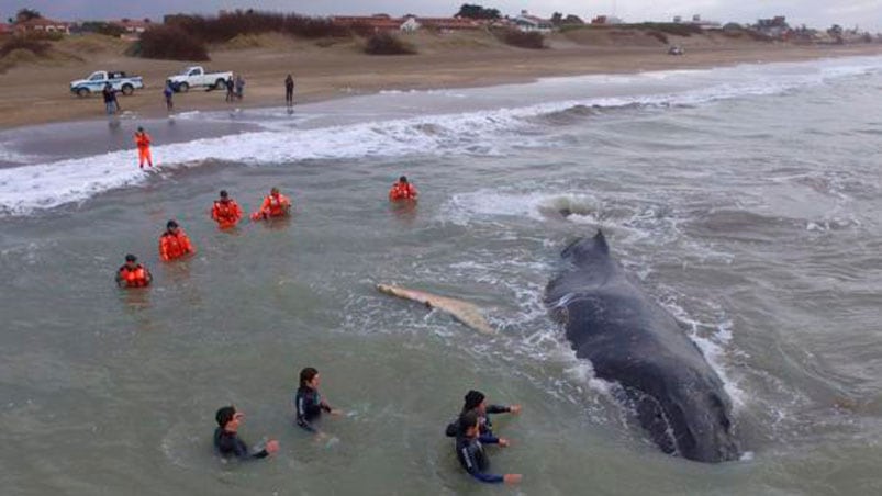 Los rescatistas trabajaron más de 24 horas para rescatar a la ballena. Foto: Télam