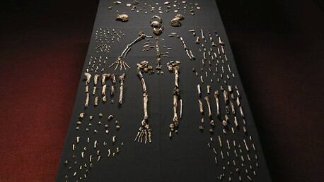 Los restos de 15 individuos fueron encontrados en Sudáfrica. Foto: AFP