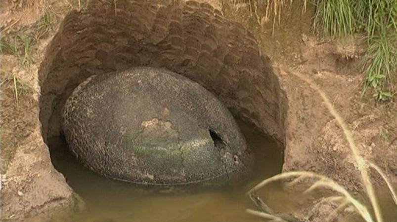 Los restos del gliptodonte sorprendieron a los vecinos de Ezeiza.