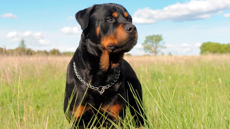 Los rottweiler mataron a su dueña. Foto ilustrativa